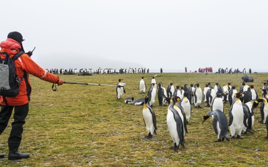 La Route des Pingouins